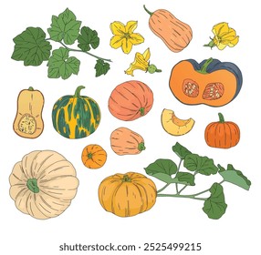 color vector set of drawn pumpkins of different shapes with leaves and flowers