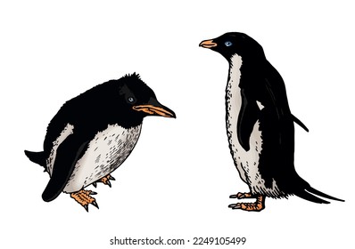 Color vector set of penguins on white isolated , bird of Antarctica and the south coast of Africa