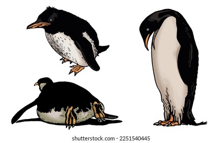 Color vector set of penguins on white isolated , bird of Antarctica and the south coast of Africa
