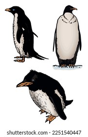 Color vector set of penguins on white isolated , bird of Antarctica and the south coast of Africa
