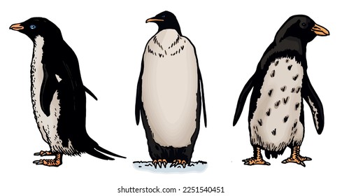 Color vector set of penguins on white isolated , bird of Antarctica and the south coast of Africa

