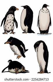 Color vector set of penguins on white isolated , bird of Antarctica and the south coast of Africa
