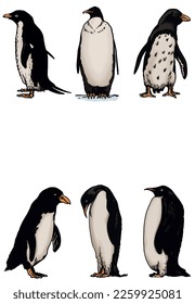 Color vector set of penguins on white isolated , bird of Antarctica and the south coast of Africa. White space for text
