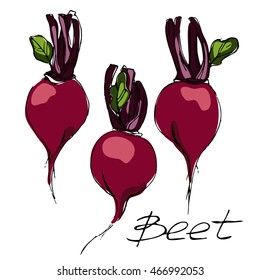 color vector sketch of beetroot food illustration