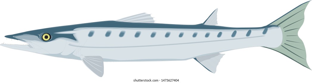 
Color vector sketch of fish.