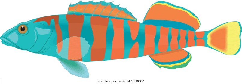 
Color vector sketch of fish.