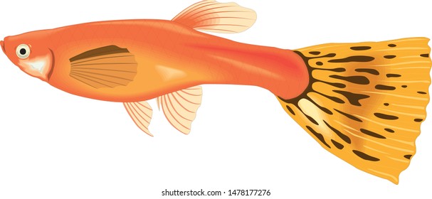 Color vector sketch of fish.