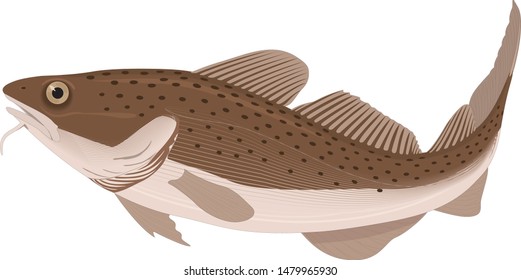 Color vector sketch of fish.