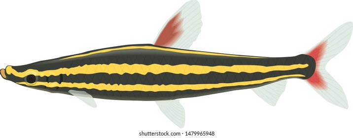 Color vector sketch of fish.