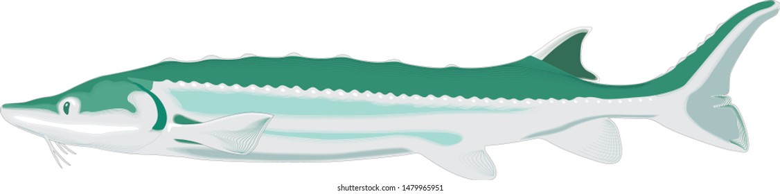 Color vector sketch of fish.