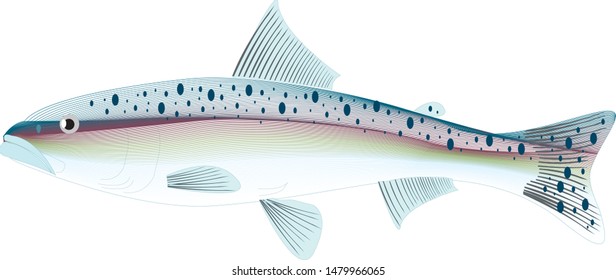 Color vector sketch of fish.