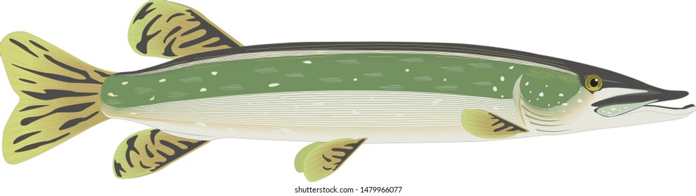 Color vector sketch of fish.