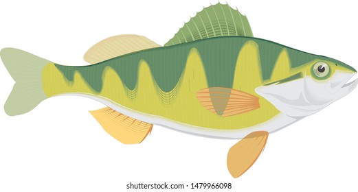 Color vector sketch of fish.