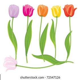 Color Vector Tulips Set Stock Vector (Royalty Free) 72547126 | Shutterstock