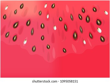 Color vector watermelon background. Realistic vecto red water melon illustration.