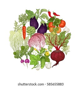 Color vegetables laid out in a circle. Vector illustration art. Beetroot, carrots, tomatoes, cucumbers, radishes, lettuce, garlic, eggplant, artichoke on white background. Vintage hand drawing plants