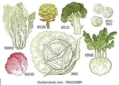 Color vegetables set. Isolated cabbage, kohlrabi, brussels sprouts, broccoli, Chinese cabbage, artichoke. Hand drawing vegan food. Black and white plants. Vector illustration art. Vintage engraving