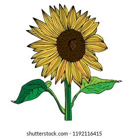 Color version of a sunflower. Vector illustration. 