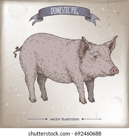 Color vintage farmers market label with live pig. Includes hand drawn elements.