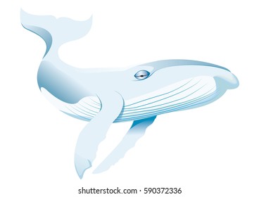 color whale fly