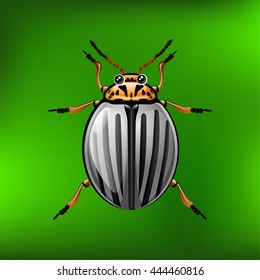 Colorado beetle