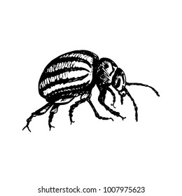 Colorado beetle icon black silhouette on white background. Insects symbol stock illustration