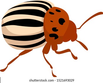 Colorado beetle, illustration, vector on white background.
