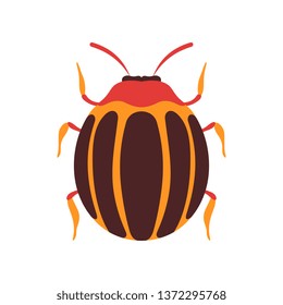 Colorado Beetle Insect, Bug Top View Flat Vector Illustration