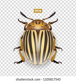 Colorado beetle isolated on a transparent background, realistic insect, insect pest. 3D effect. Vector illustration.