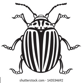Colorado beetle isolated on white background