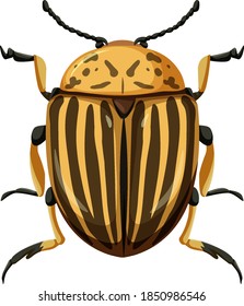 Colorado beetle isolated on white background illustration