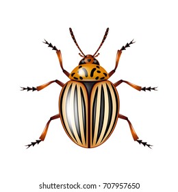 Colorado beetle isolated on white photo-realistic vector illustration