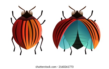 Escarabajo de Colorado. En posición normal y con alas. Objeto Wildlife. Un insecto gracioso. Estilo de dibujos animados. Aislado sobre fondo blanco. Vector.