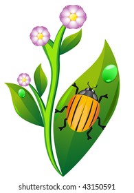 colorado beetle on leaf potato isolated on white background vector illustration