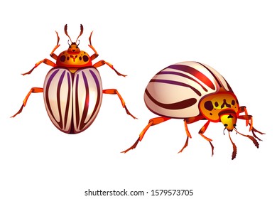 Colorado beetle, potato bug realistic vector illustration. Adult insect agricultural pest with striped wings, ten-striped spearman close-up cartoon top side view, isolated on white background