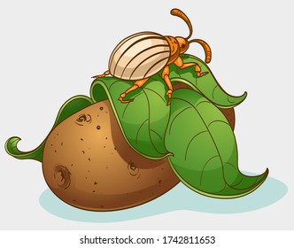 Colorado beetle and potato, vector illustration. Isolated on white.