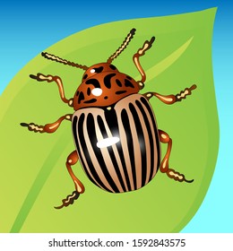 Colorado beetle sitting on a green leaf