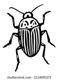 Dibujo del vector del escarabajo de Colorado. Esbozo detallado del error de la papa. Leptinotarsa decemlineata. Escarabajo de Colorado aislado en un fondo blanco. Ilustración grabada a mano de insectos de plaga. 