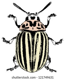 Colorado beetle - vector illustration