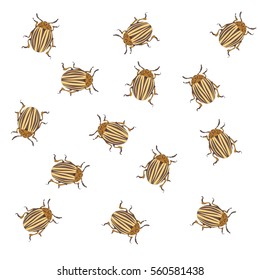 Colorado beetles on an isolated background