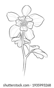 Colorado blue columbine (Aquilegia coerulea). Black outline flower on white background. Vector illustration.
