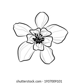 Colorado blue columbine (Aquilegia coerulea). Black line flower on white background. Vector illustration.