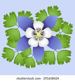 Colorado Blue Columbine Flower