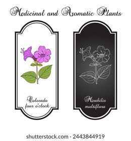 Colorado a las cuatro (Mirabilis multiflora), planta comestible y medicinal. Dibujado a mano ilustración vectorial botánica