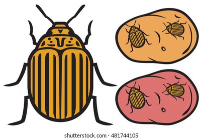 colorado potato beetle