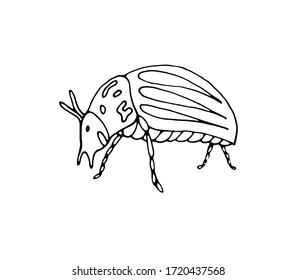 Colorado potato beetle - Doodle style. Vector isolated illustration with a beetle on a white background. Printing on fabrics, dishes, and clothing. Book design. Pests of the crop. 