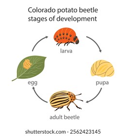 Colorado potato beetle insect development stages. Egg, larva, pupa, adult beetle. Zoological illustration in flat style