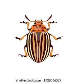 Colorado potato beetle, insect. Beetle pest destroys potatoes. Isolate on a white background. Vector image.