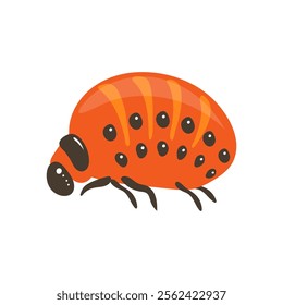 Colorado potato beetle larva on white background. Zoological illustration in flat style