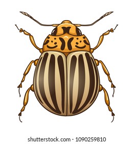Colorado potato beetle (Leptinotarsa decemlineata), also known as the ten-striped spearman, the ten-lined potato beetle or the potato bug. Vector illustration isolated on white background.